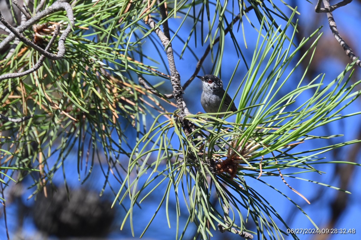 Sardinian Warbler - ML620893192