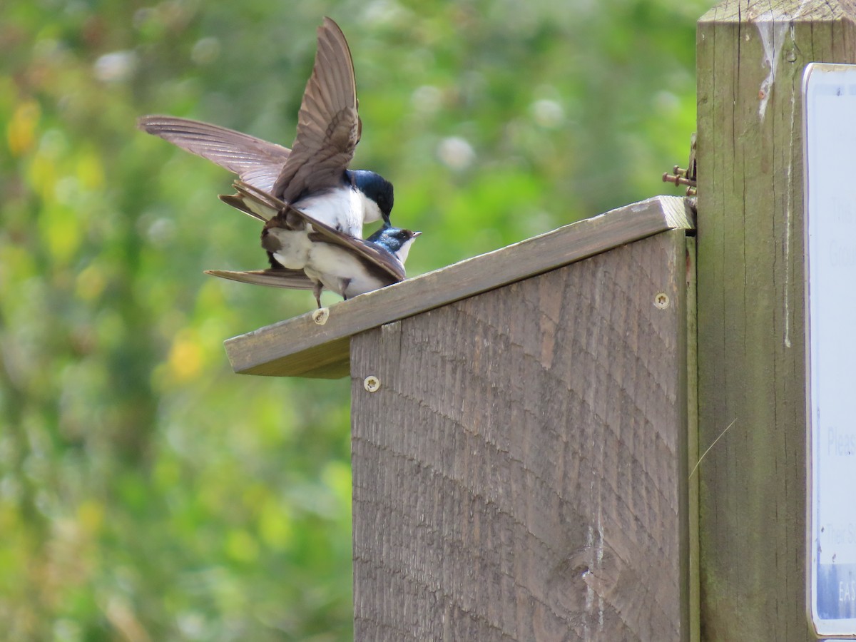 Tree Swallow - ML620893195