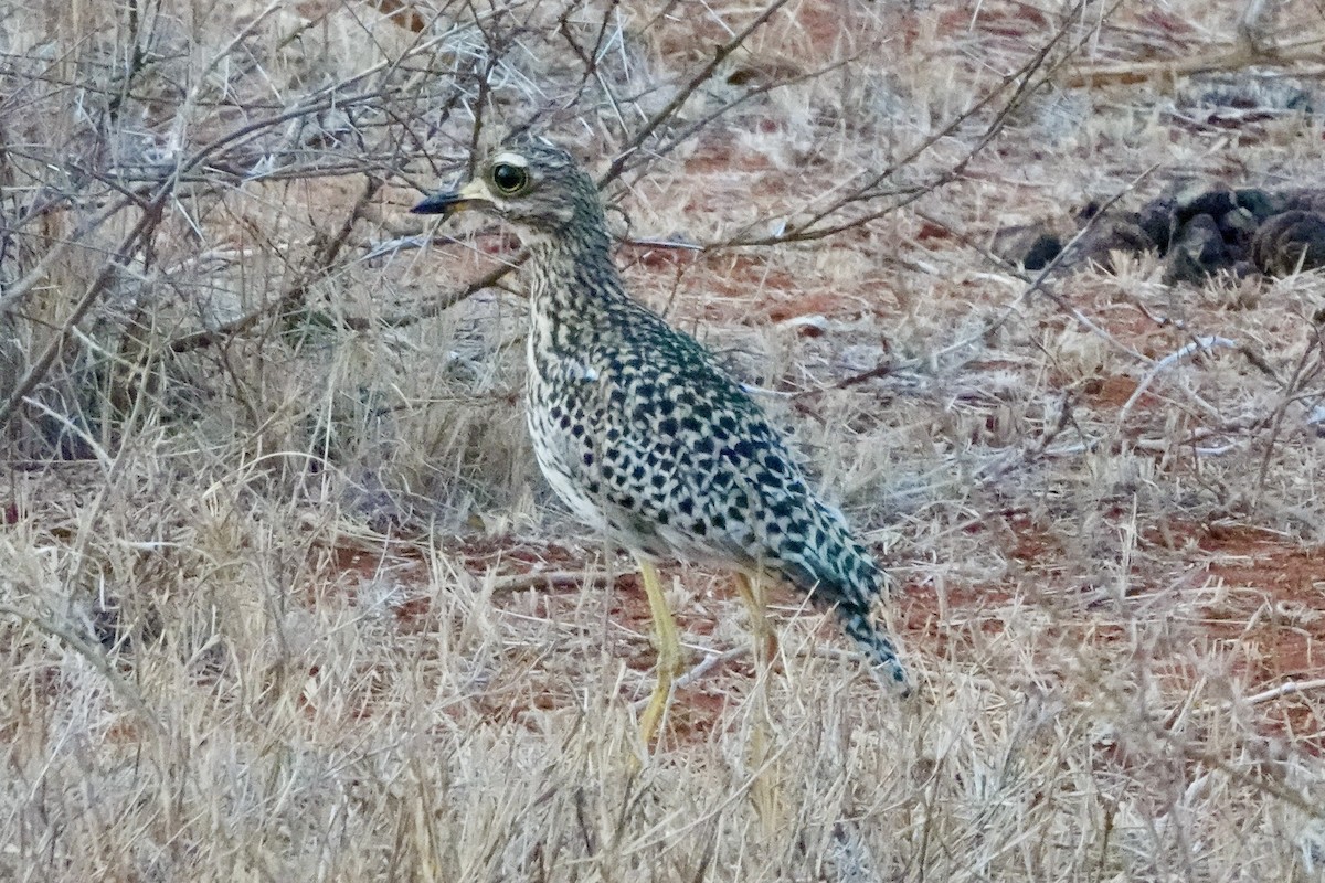 Spotted Thick-knee - ML620893226