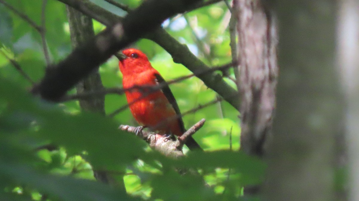 Scarlet Tanager - ML620893250