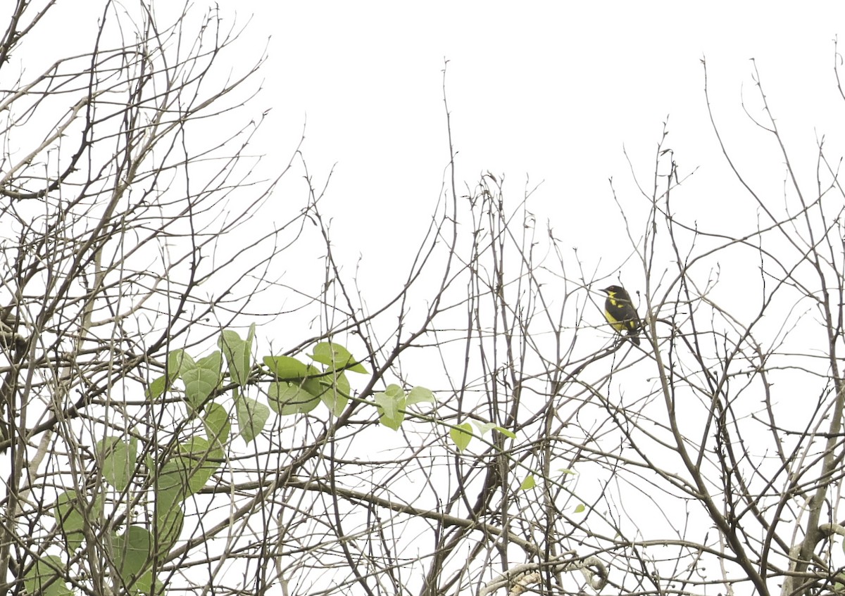 Yellow-bellied Dacnis - Bill Hubick