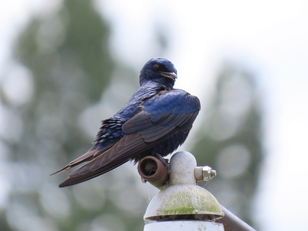 Purple Martin - ML620893270