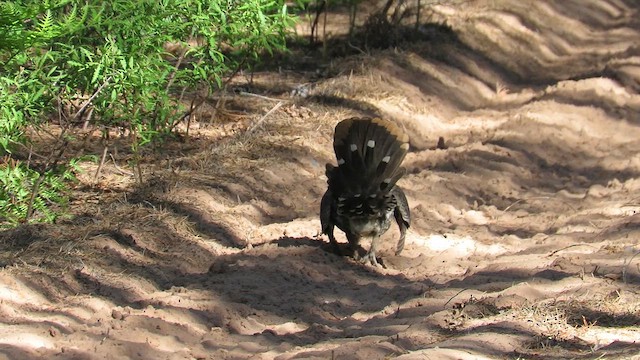 Spruce Grouse - ML620893286