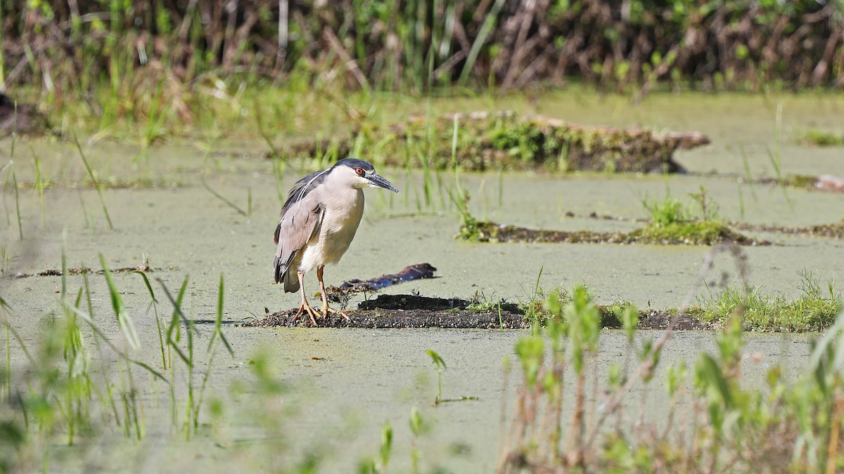 Black-crowned Night Heron - Daniel Jauvin