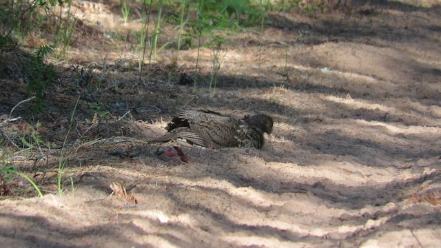 Spruce Grouse - ML620893316