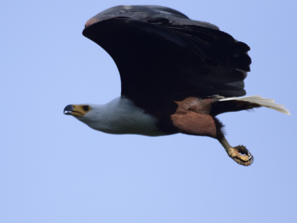 African Fish-Eagle - MAYANK NAMDEO