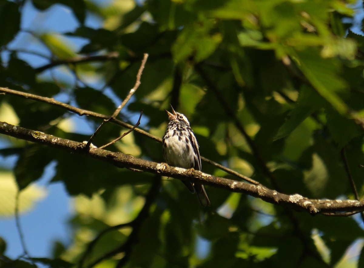 Black-and-white Warbler - ML620893342