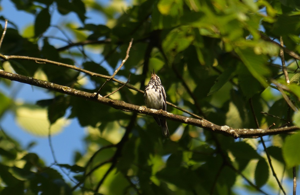 Black-and-white Warbler - ML620893343