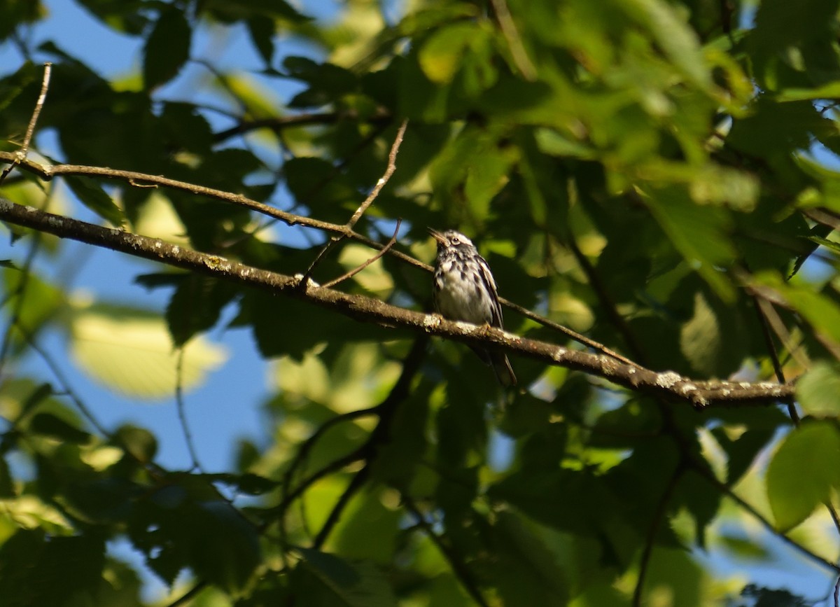Black-and-white Warbler - ML620893344