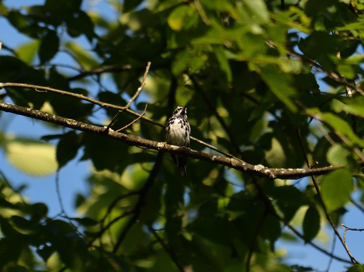 Black-and-white Warbler - ML620893345