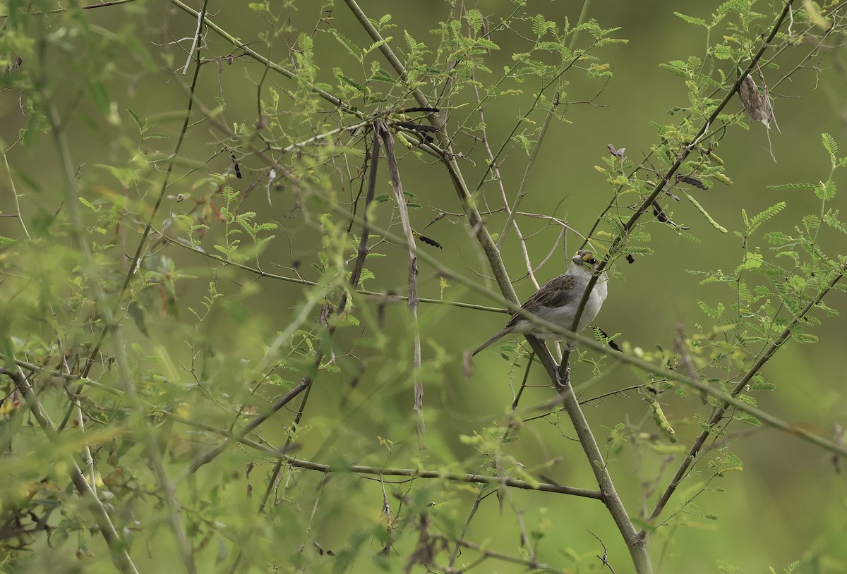 Yellow-browed Sparrow - Bill Hubick