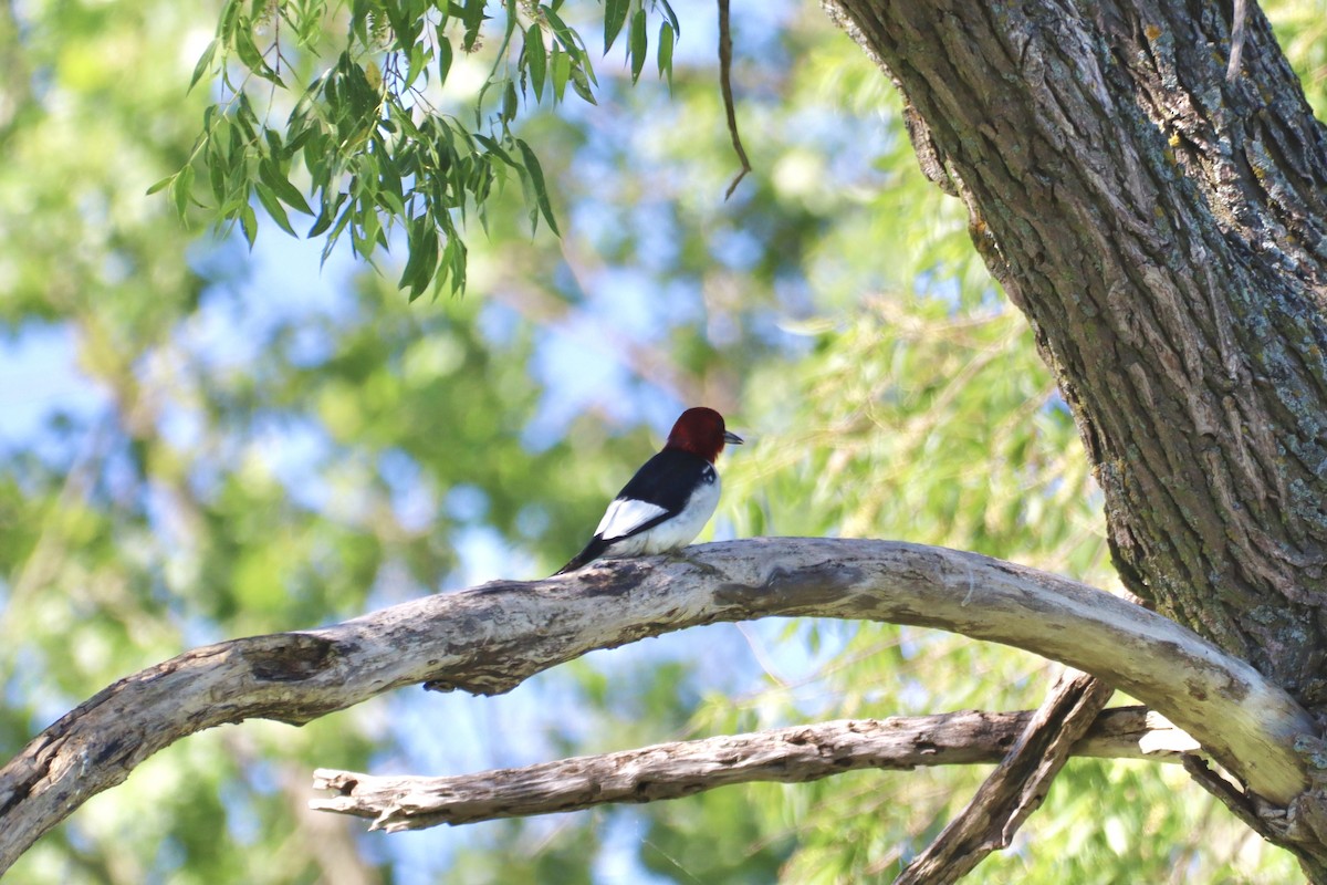 Red-headed Woodpecker - ML620893391