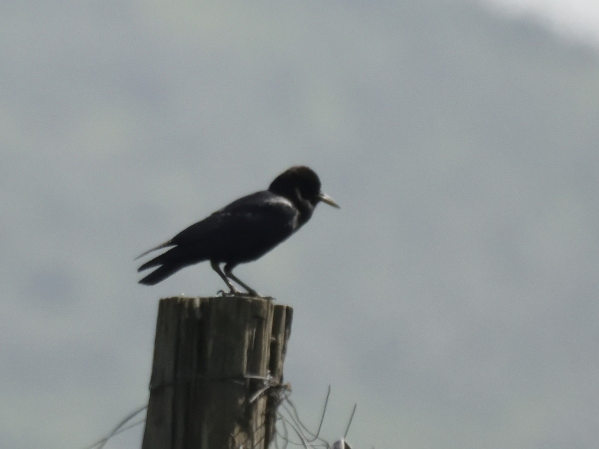 Cape Crow - MAYANK NAMDEO