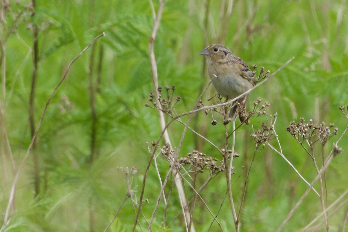 Grasshopper Sparrow - ML620893395