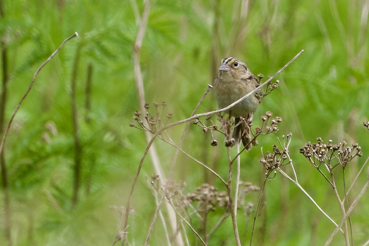 Grasshopper Sparrow - ML620893396