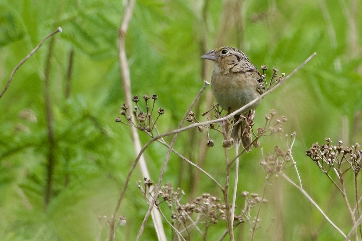 Grasshopper Sparrow - ML620893397
