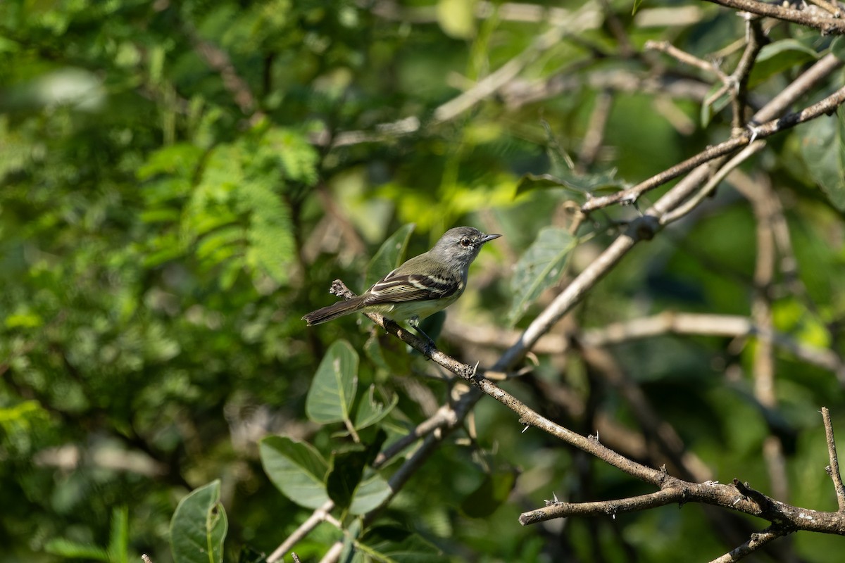 Plain Tyrannulet - ML620893403