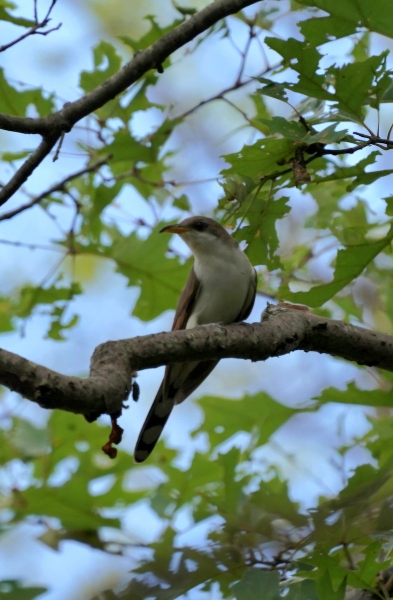 Yellow-billed Cuckoo - ML620893404