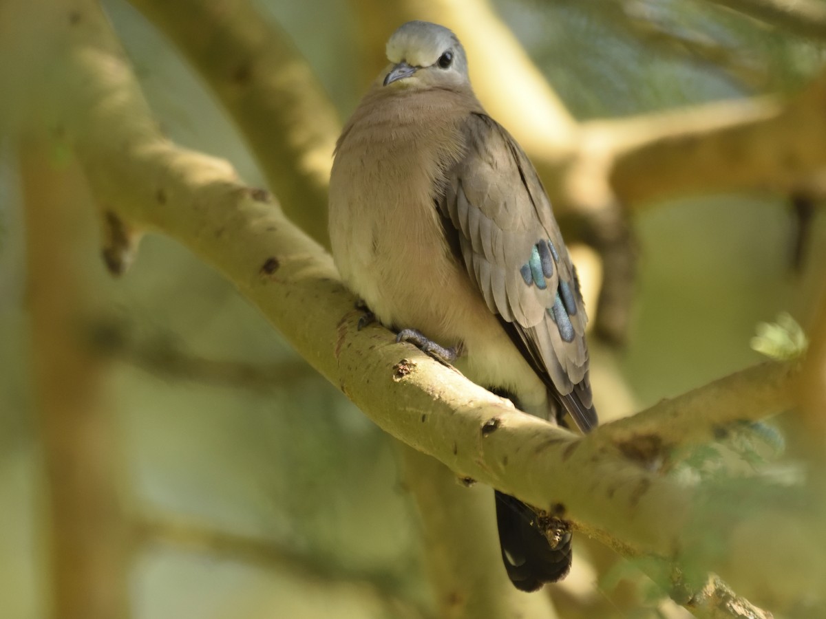Emerald-spotted Wood-Dove - ML620893410