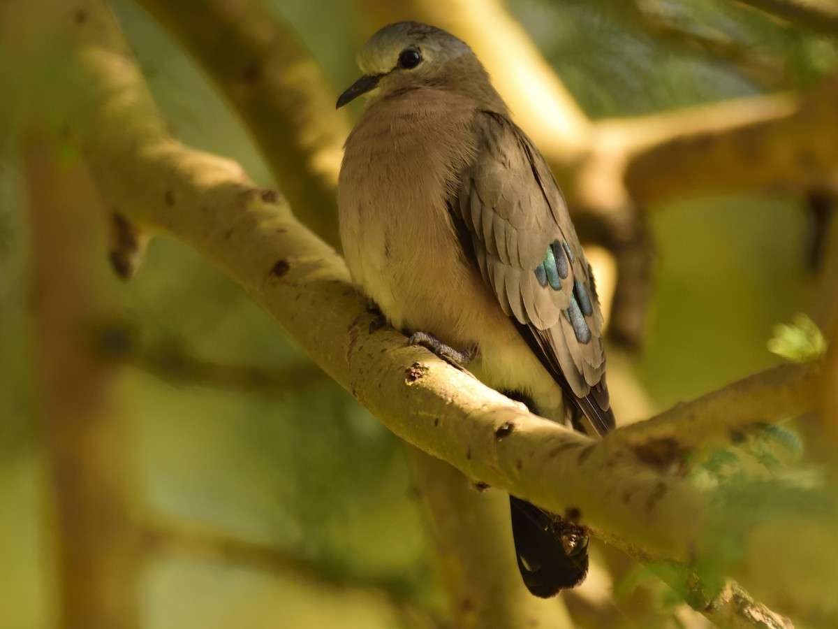 Emerald-spotted Wood-Dove - ML620893411