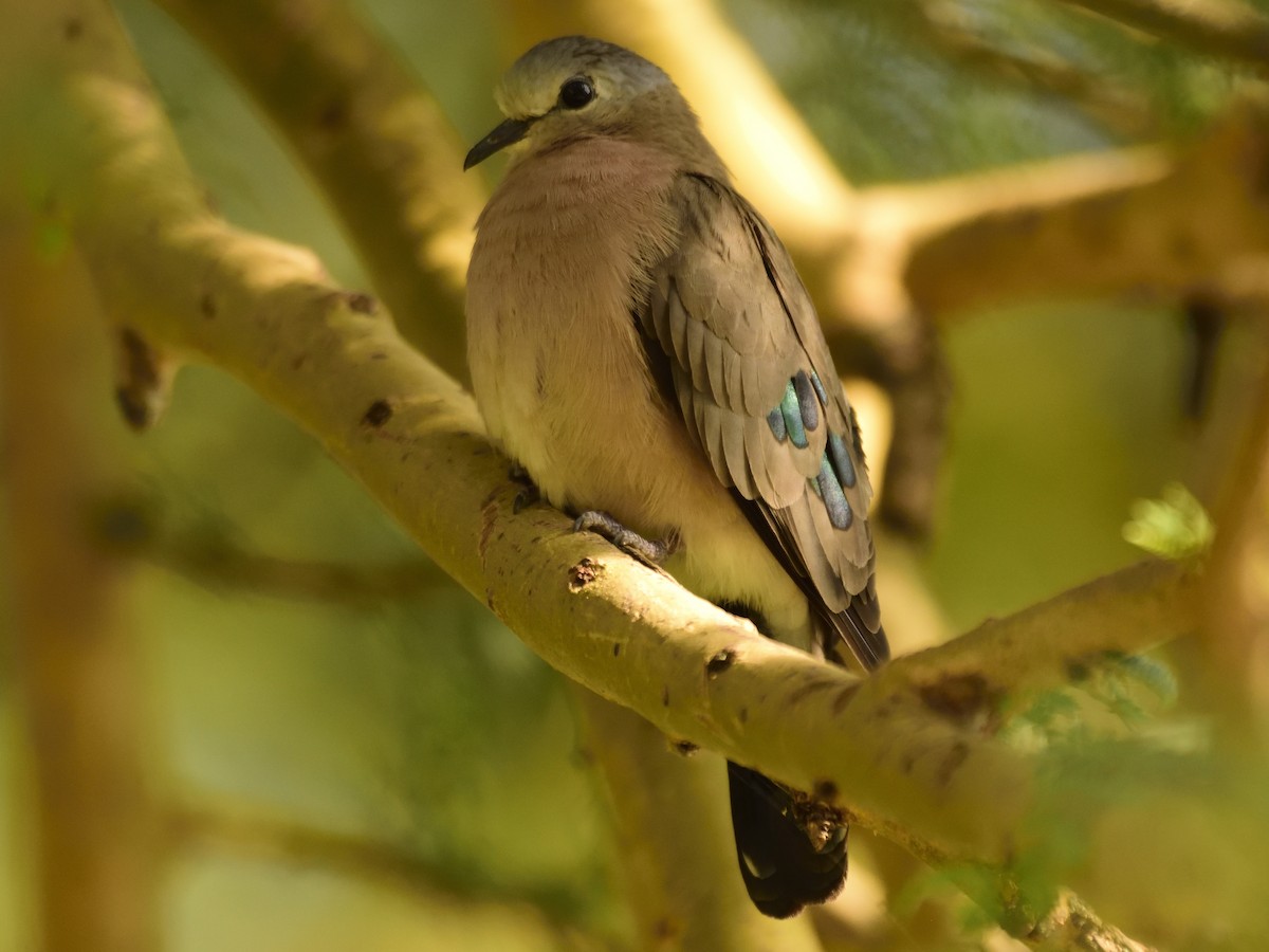 Emerald-spotted Wood-Dove - ML620893412