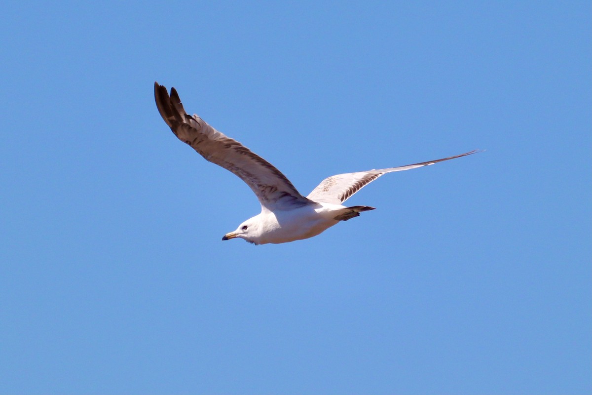 Herring Gull - ML620893413