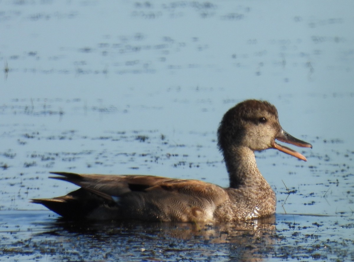 Gadwall - ML620893415