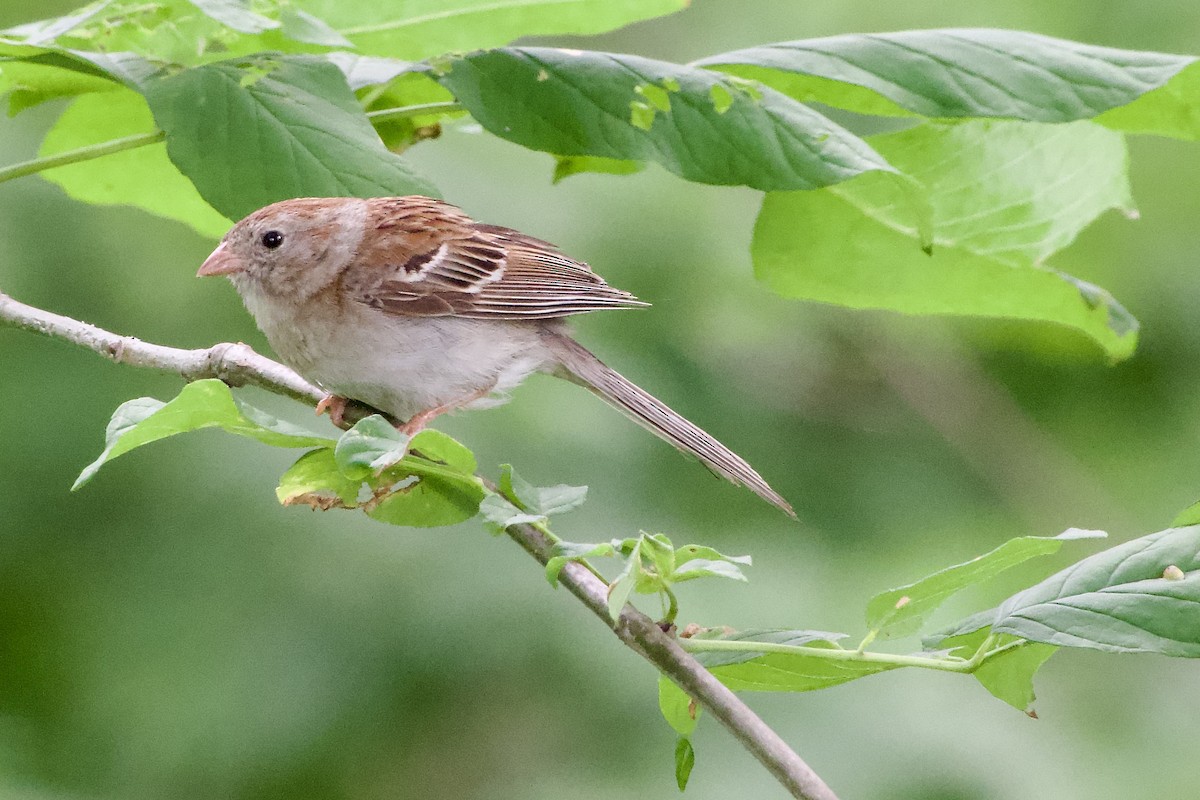 Field Sparrow - ML620893418