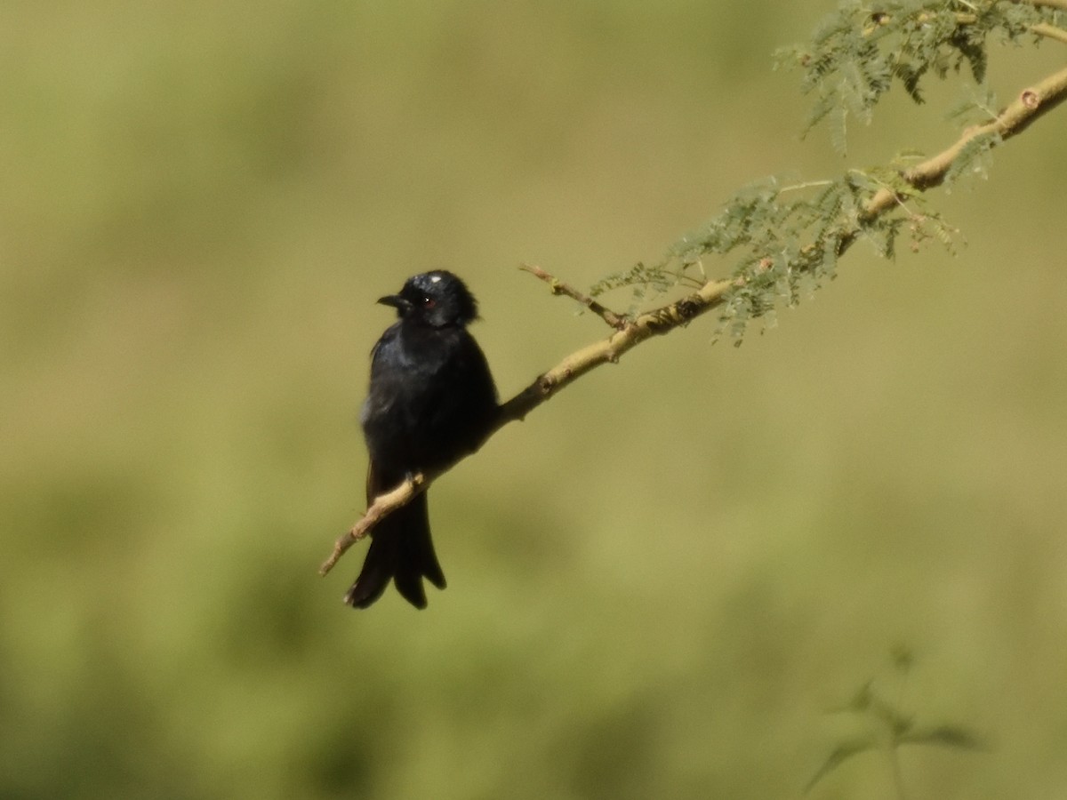 Fork-tailed Drongo - ML620893419