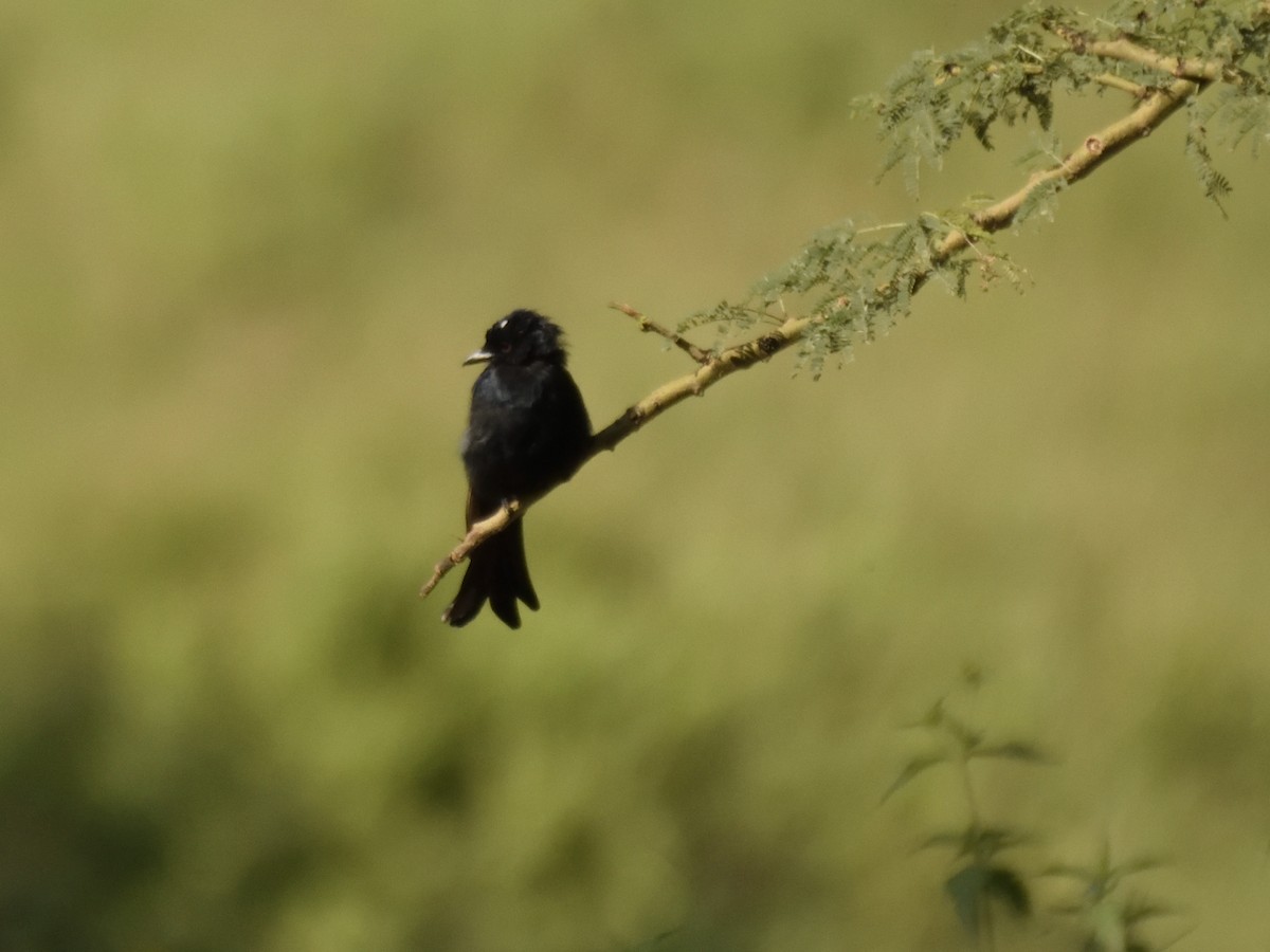 Fork-tailed Drongo - ML620893420