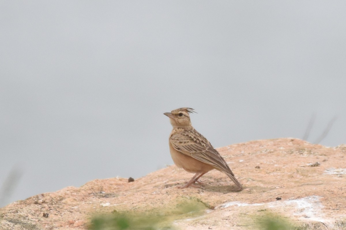 Tawny Lark - ML620893423