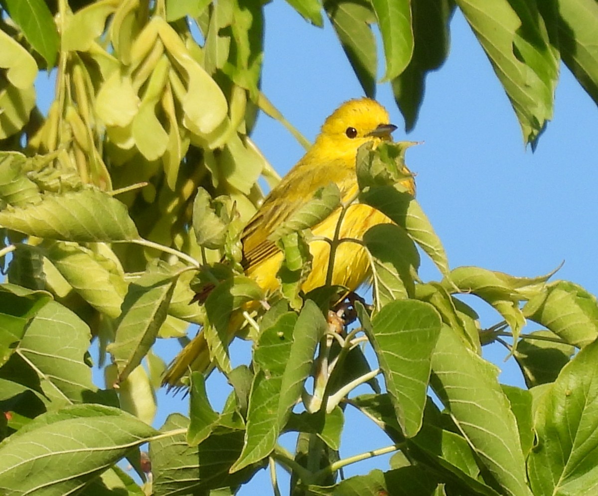 Yellow Warbler - ML620893466