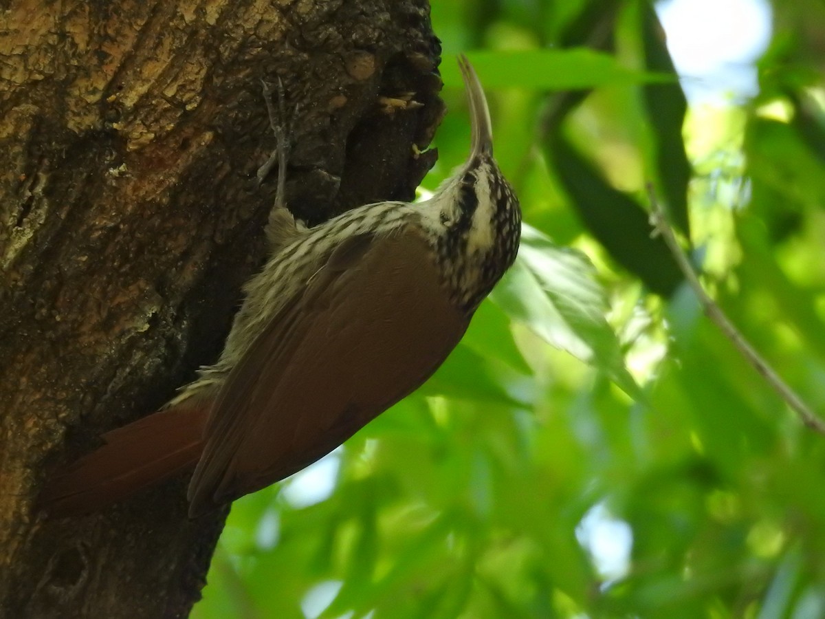 Narrow-billed Woodcreeper - ML620893468