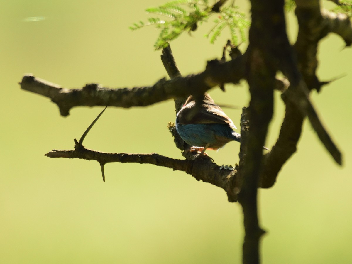 Red-cheeked Cordonbleu - ML620893501