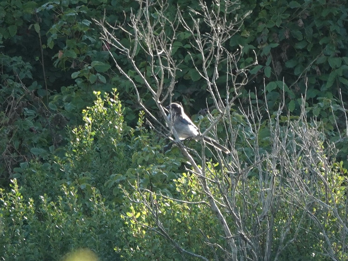 California Scrub-Jay - ML620893508