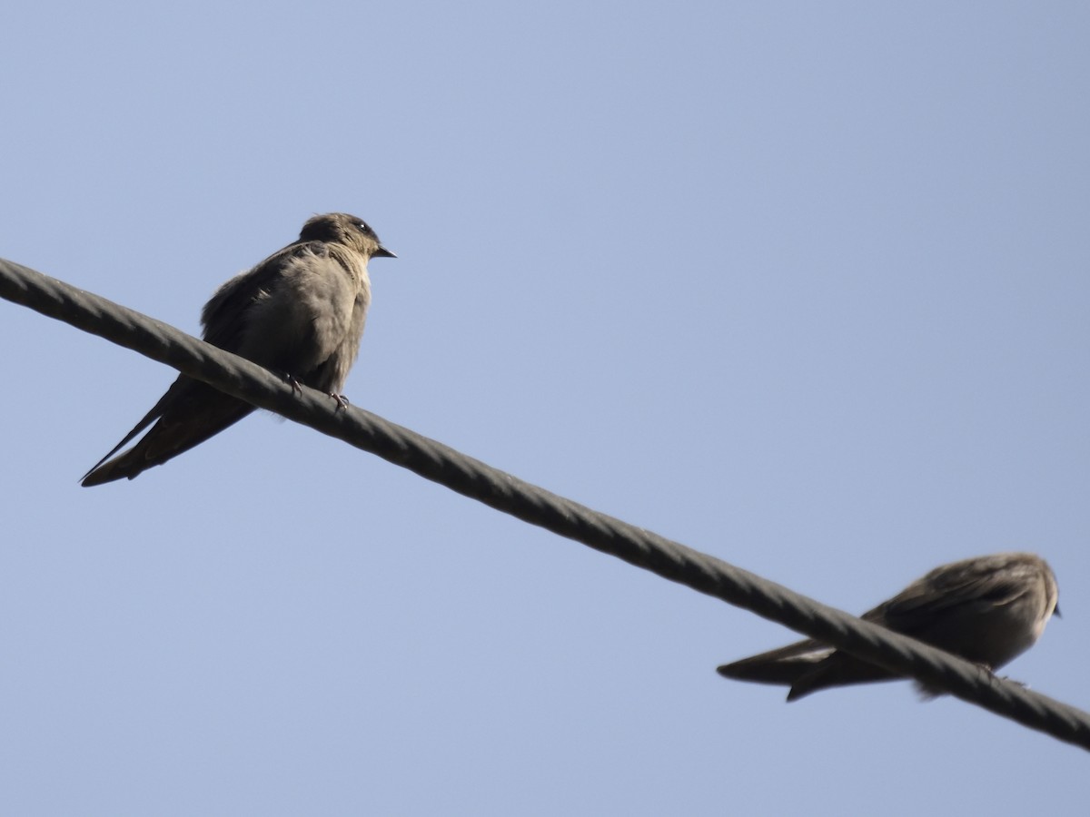 břehule rudohrdlá - ML620893513