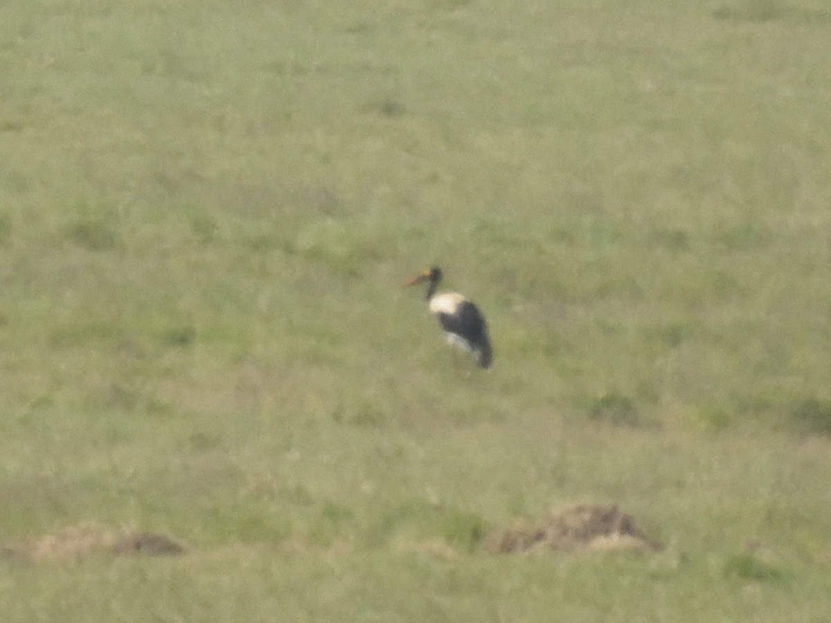 čáp sedlatý - ML620893527