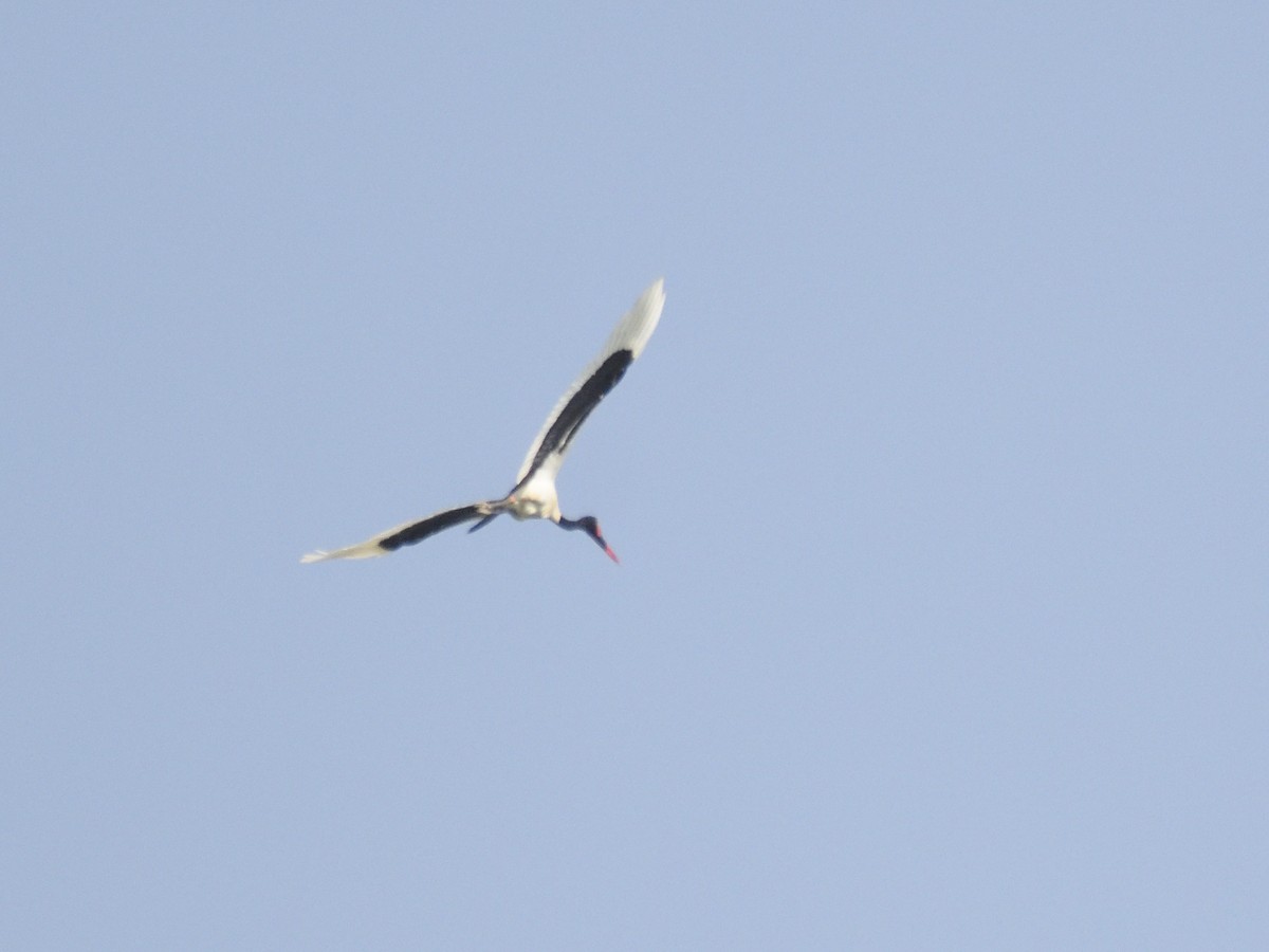 čáp sedlatý - ML620893528