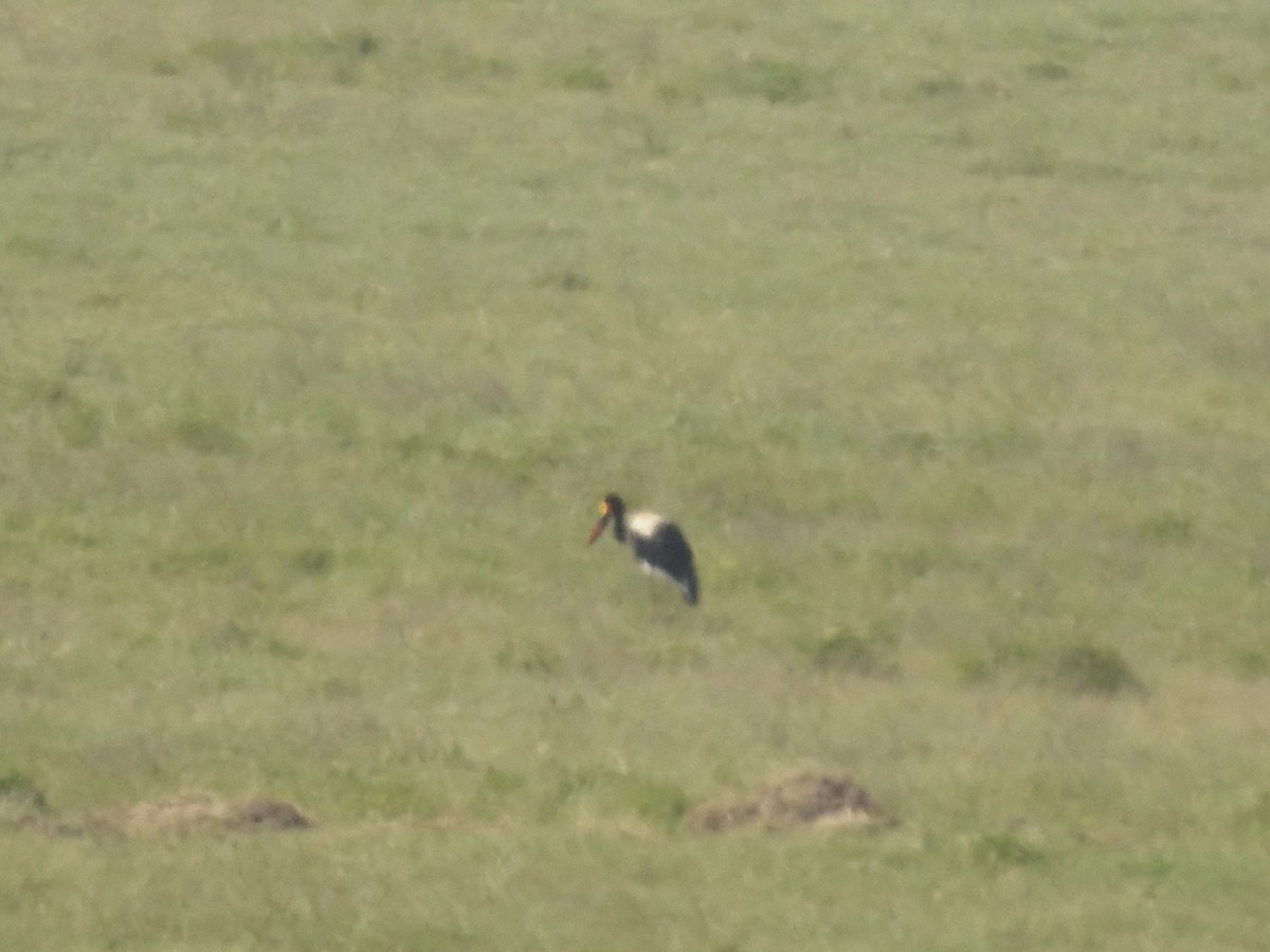 čáp sedlatý - ML620893529