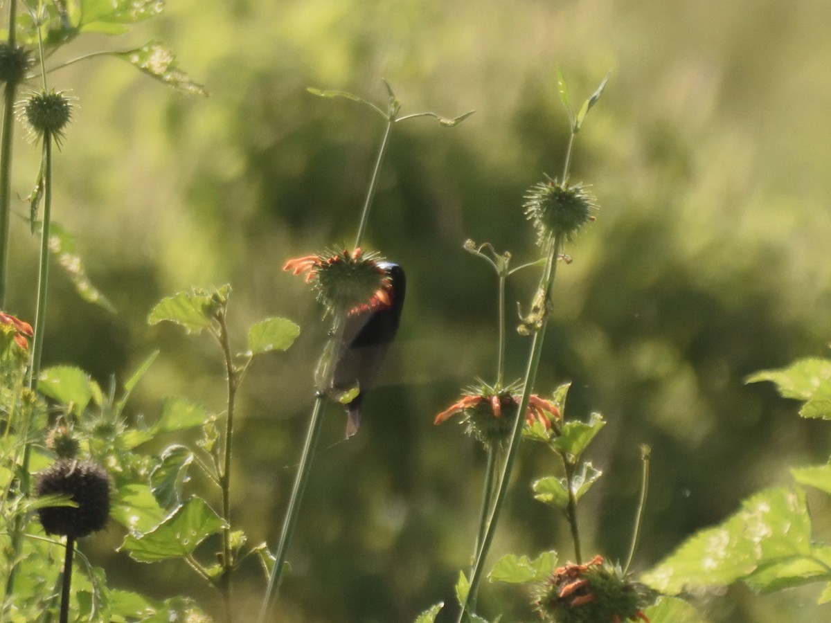 Scarlet-chested Sunbird - ML620893540