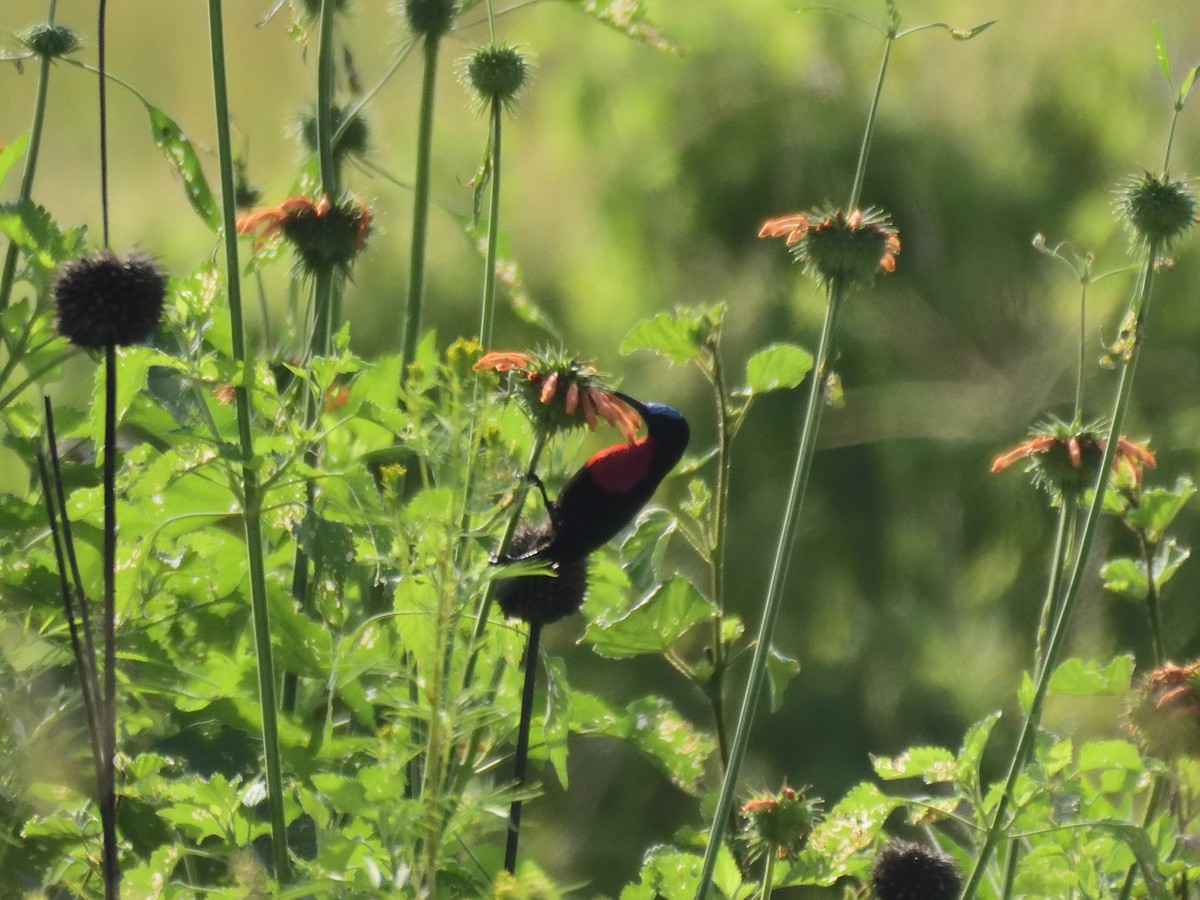 strdimil senegalský - ML620893541