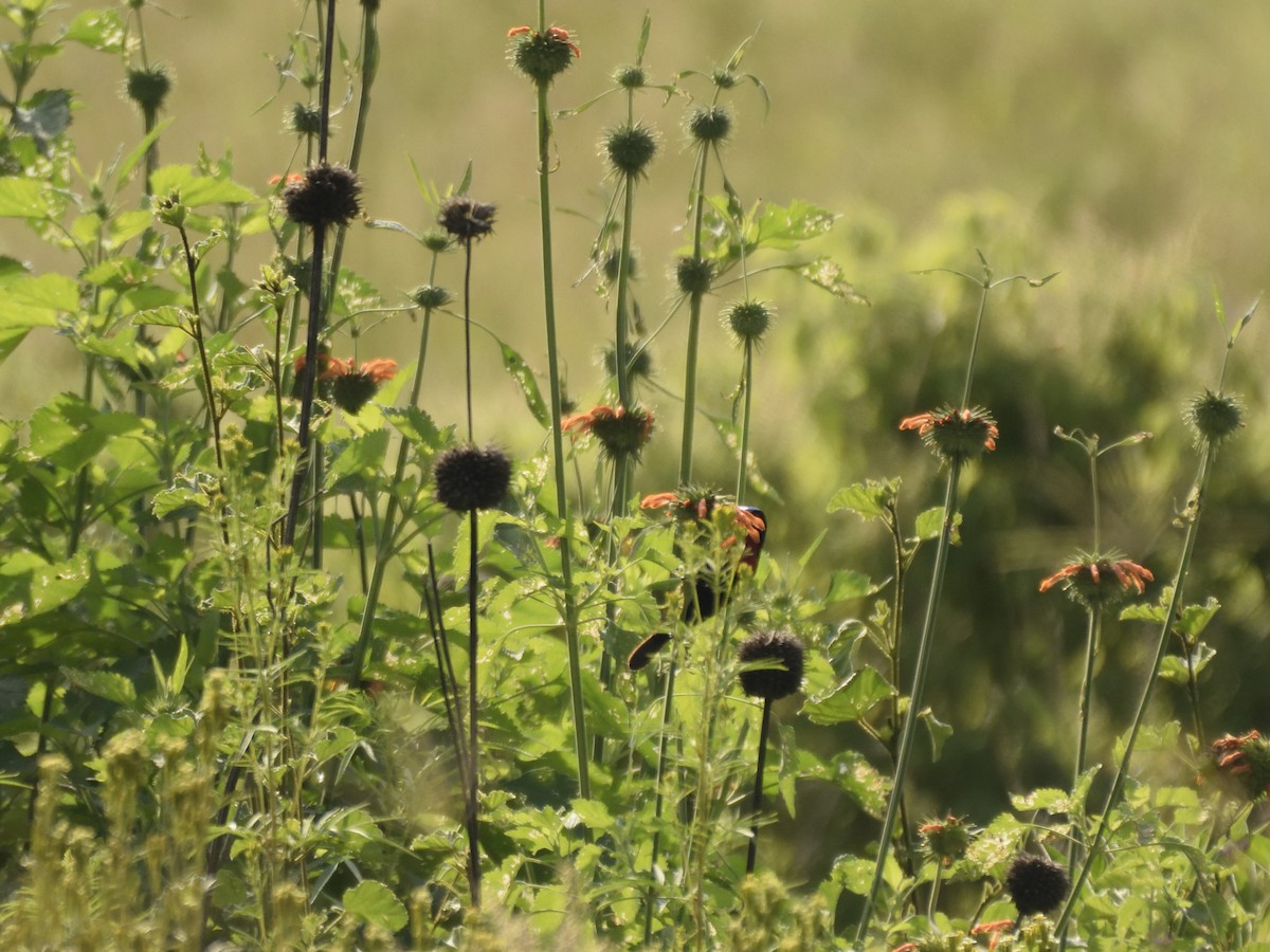 strdimil senegalský - ML620893542