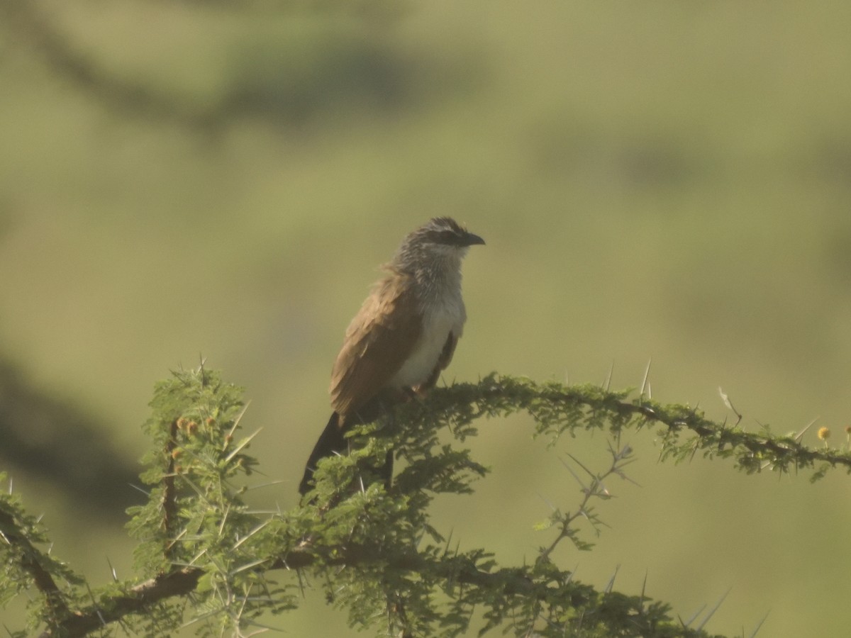 White-browed Coucal - ML620893547