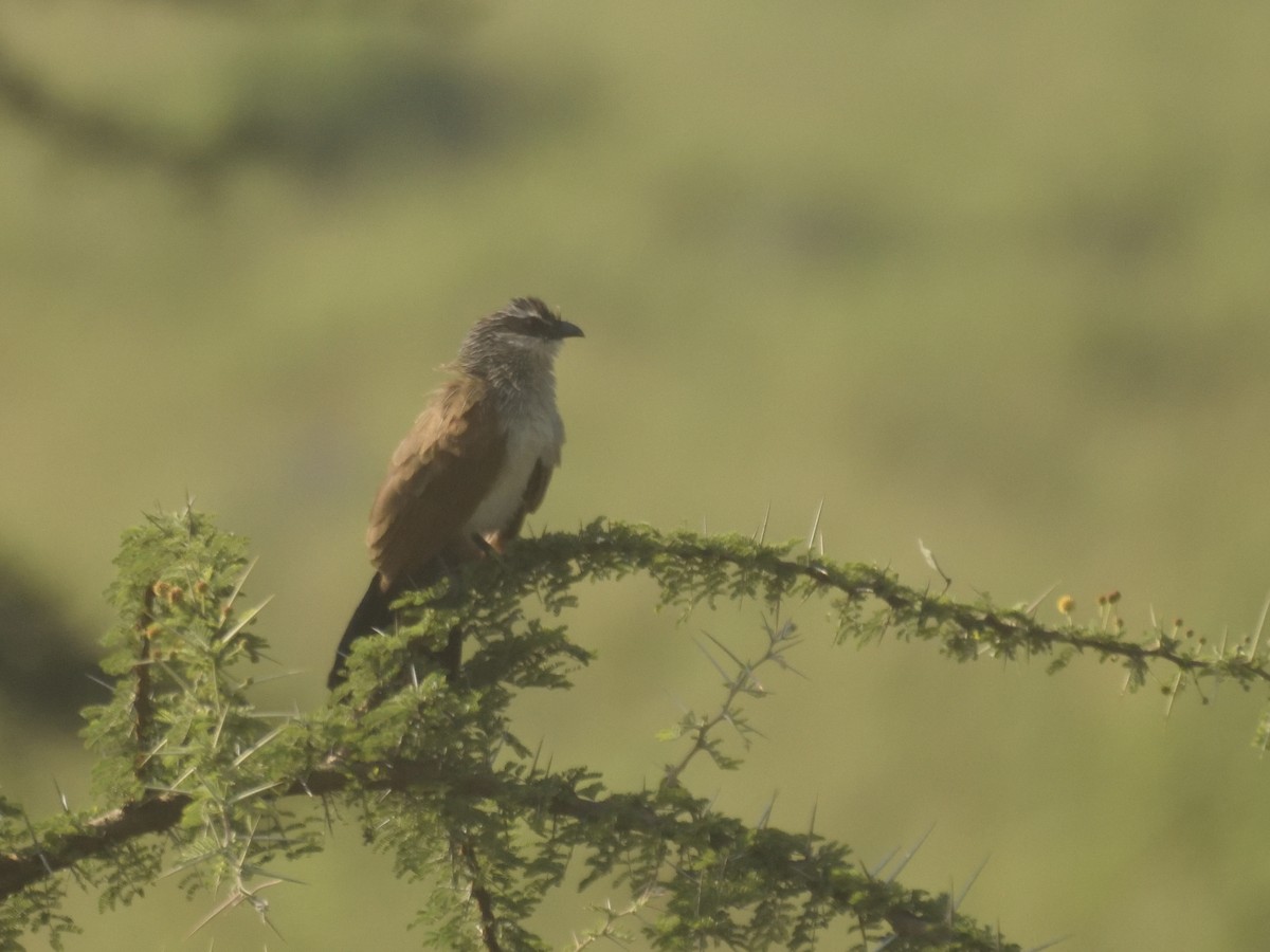 White-browed Coucal - ML620893548