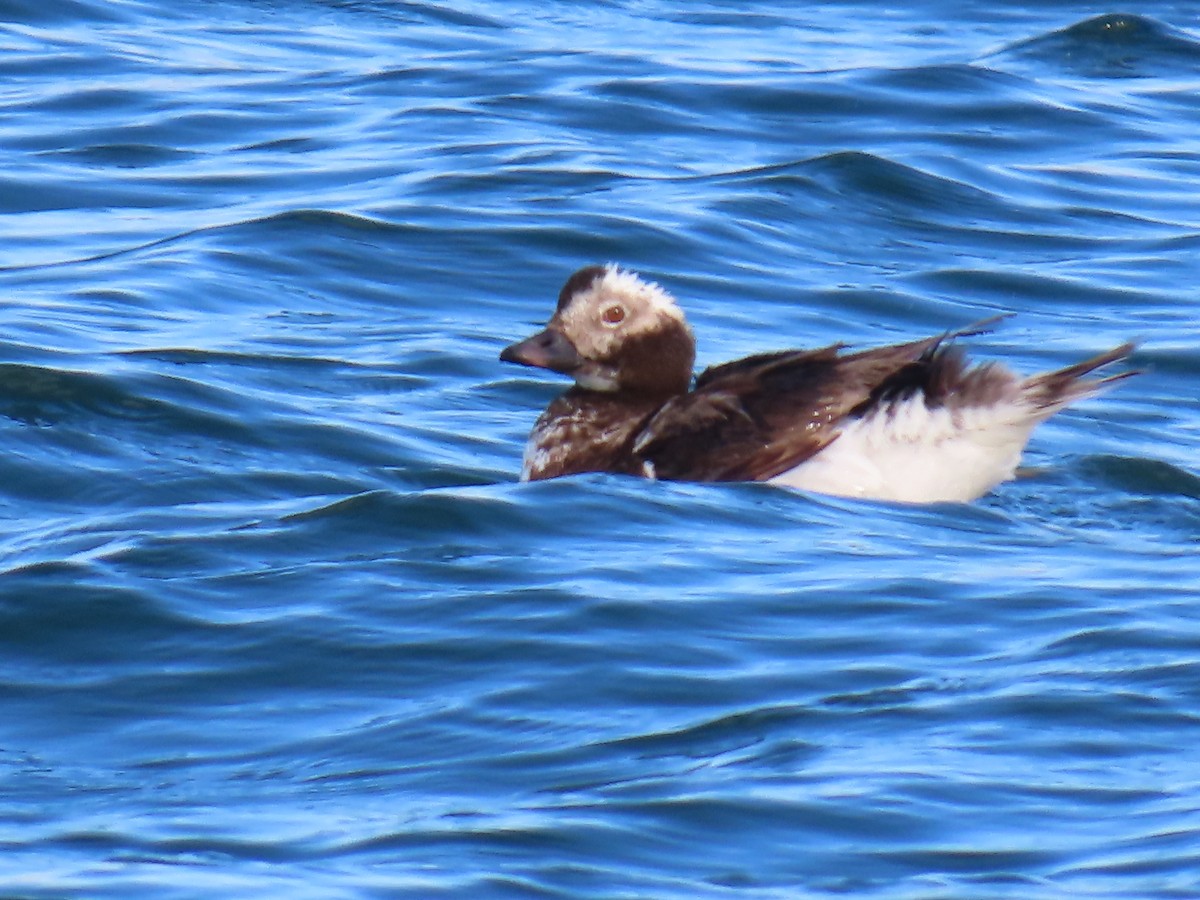 Long-tailed Duck - ML620893553