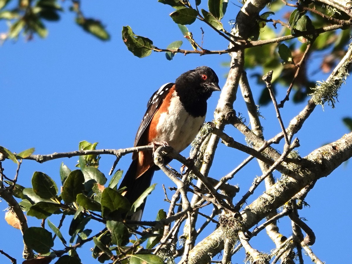 Spotted Towhee - ML620893556