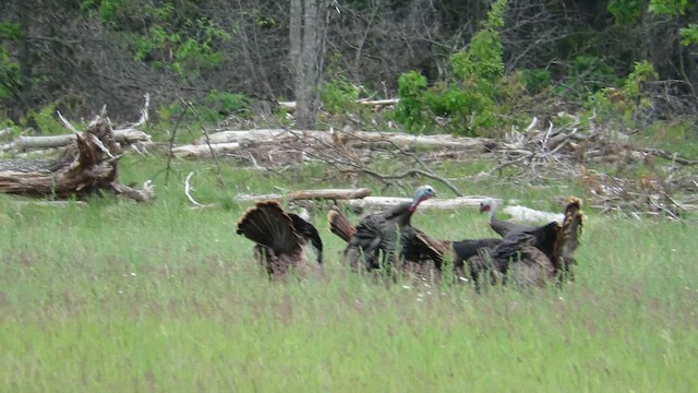 krocan divoký - ML620893565