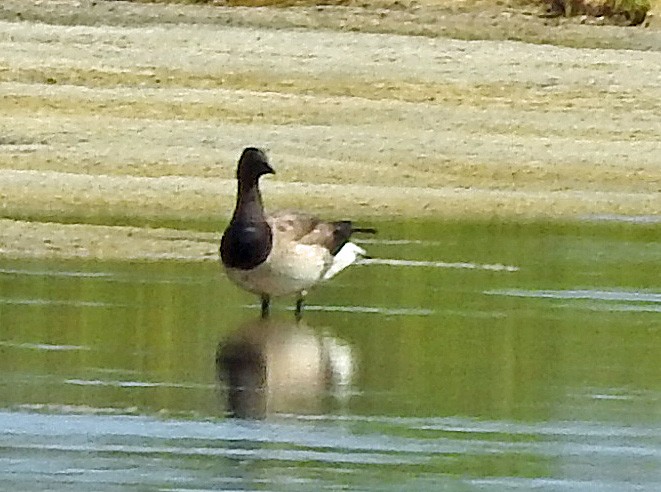 Brant - ML620893590