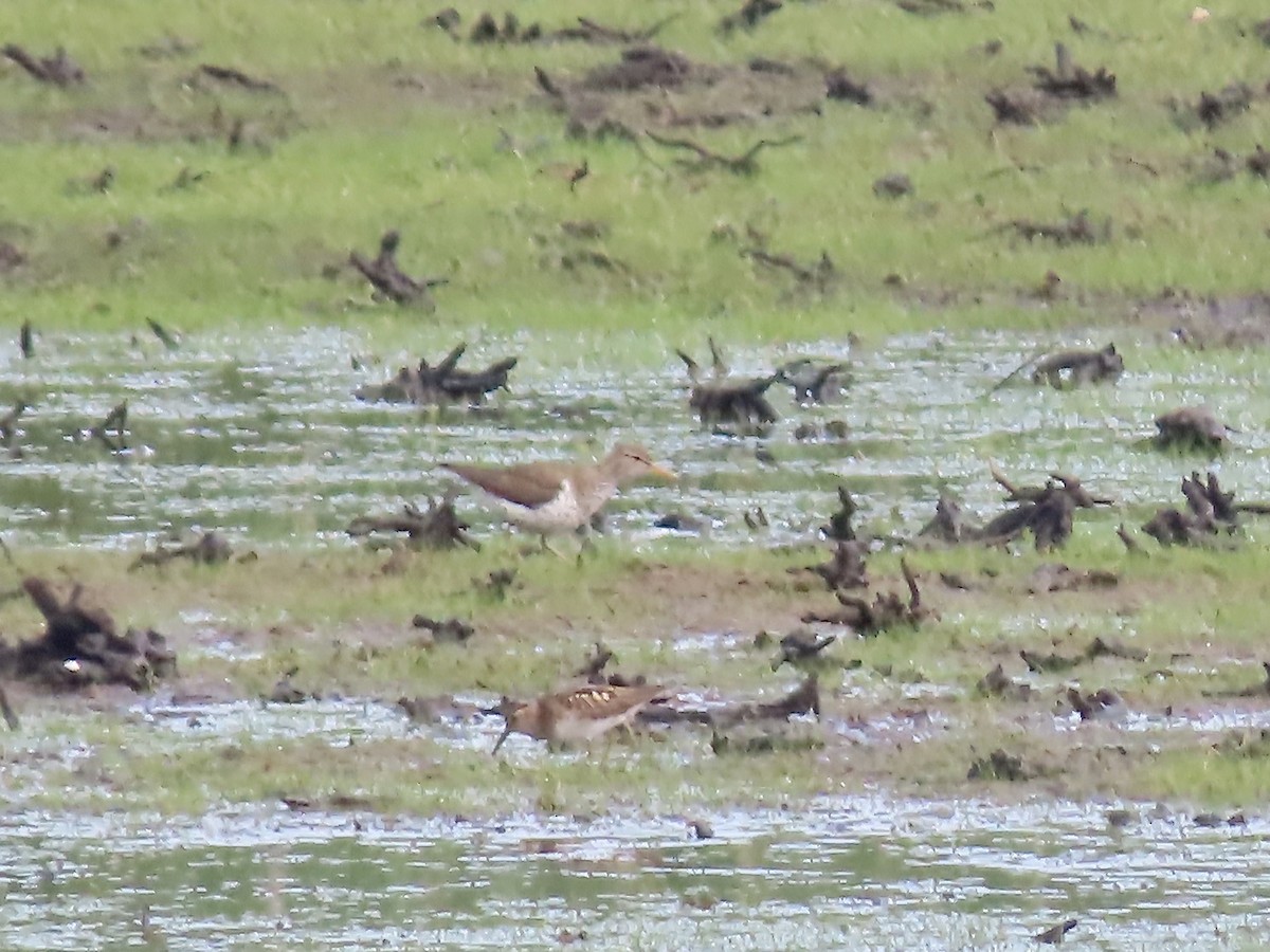 Spotted Sandpiper - ML620893592