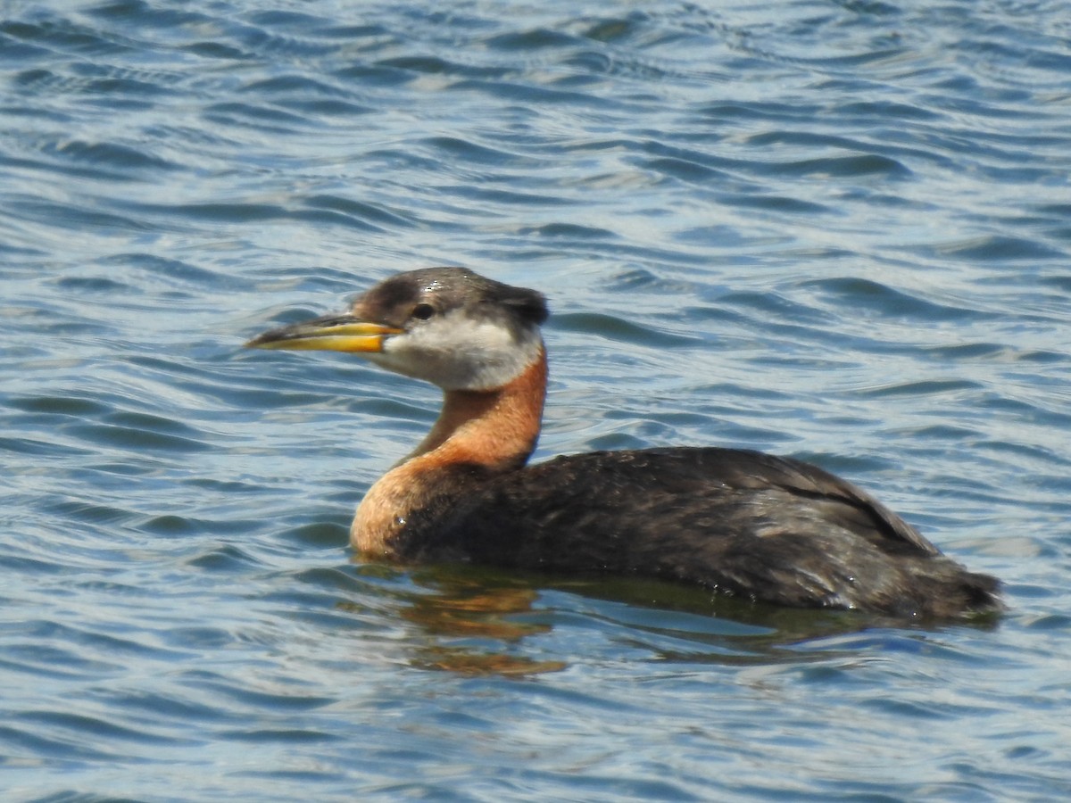 Red-necked Grebe - ML620893594